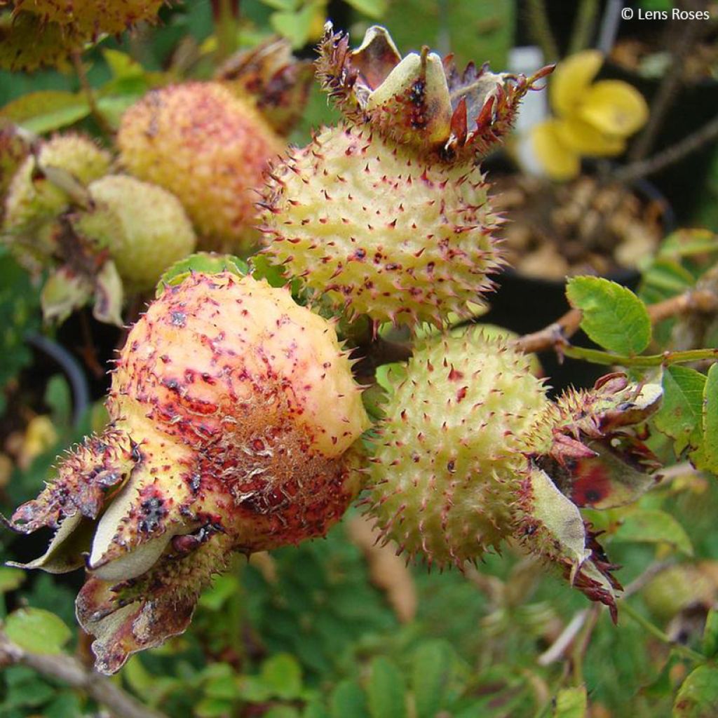 Rosa roxburghii Lampion - Kastanien-Rose