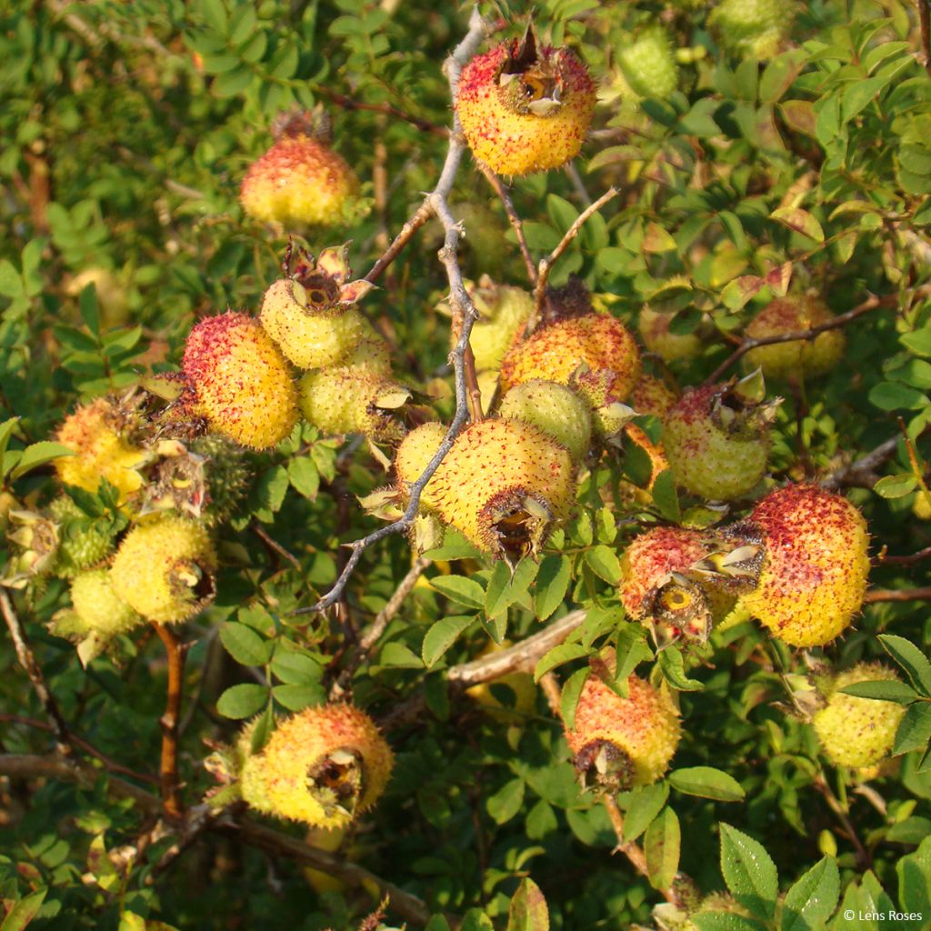 Rosa roxburghii Lampion - Kastanien-Rose