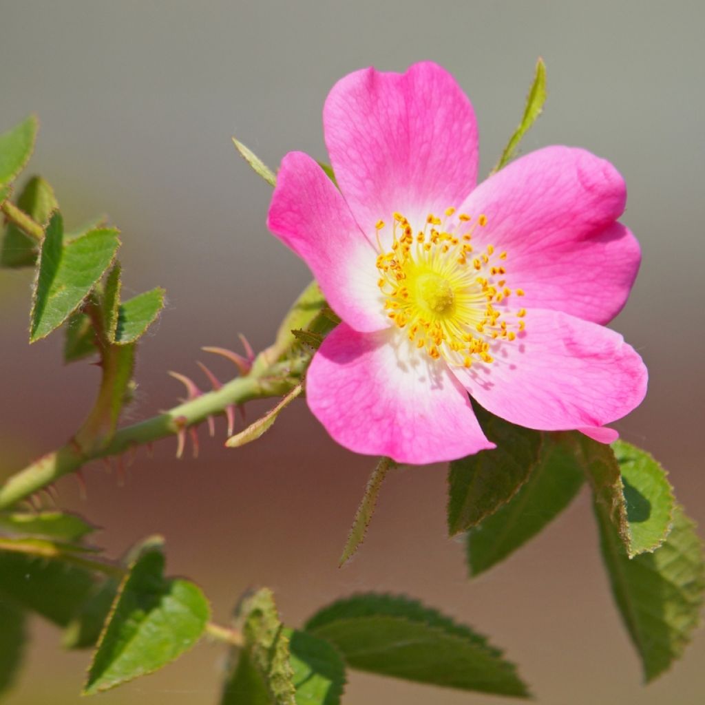 Rosa canina - Hunds-Rose