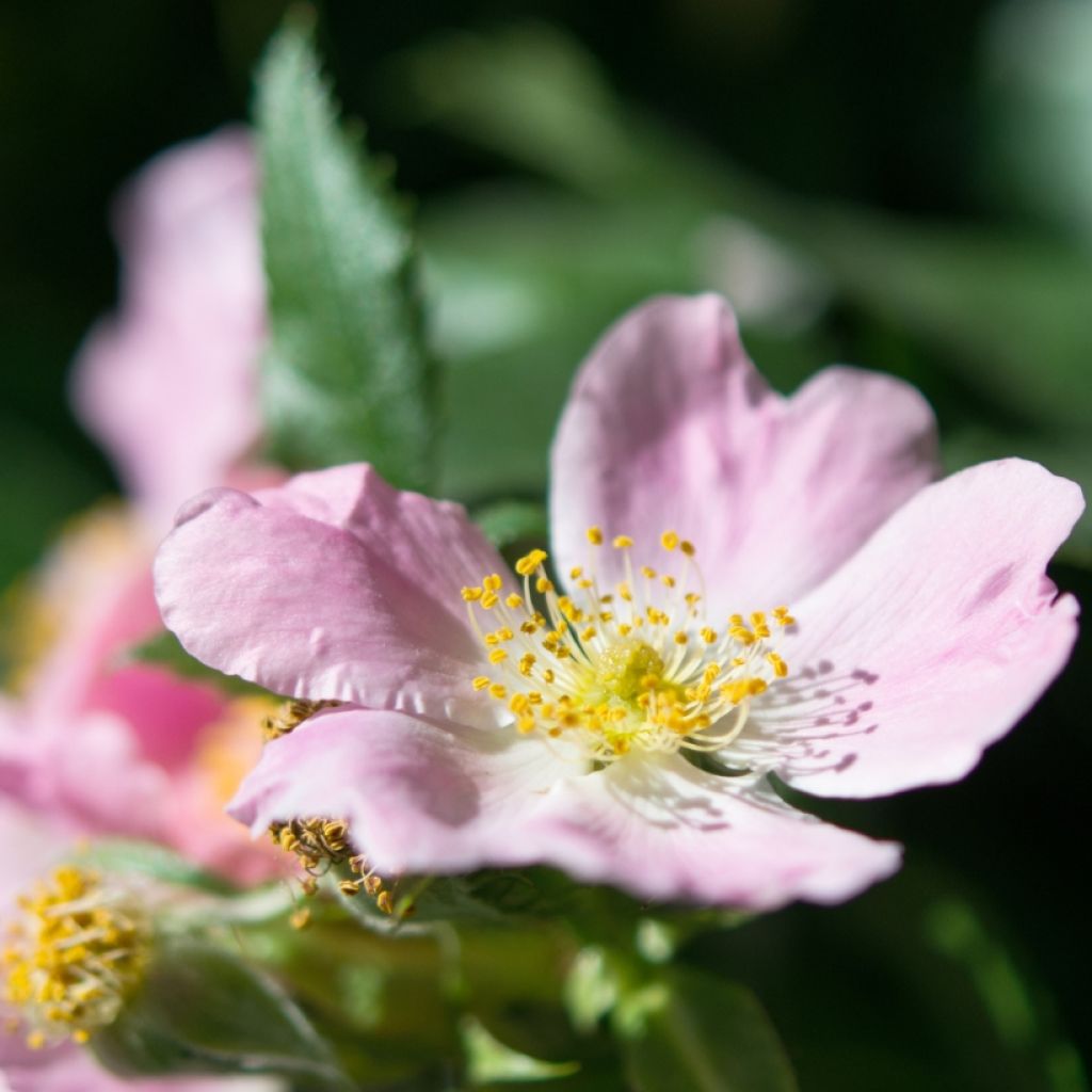 Rosa canina - Hunds-Rose