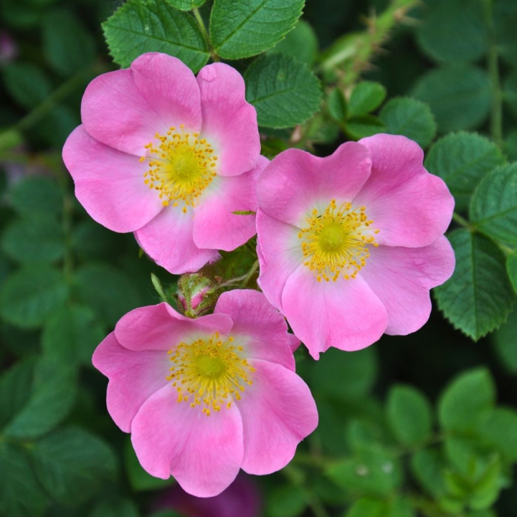 Rosa canina - Hunds-Rose