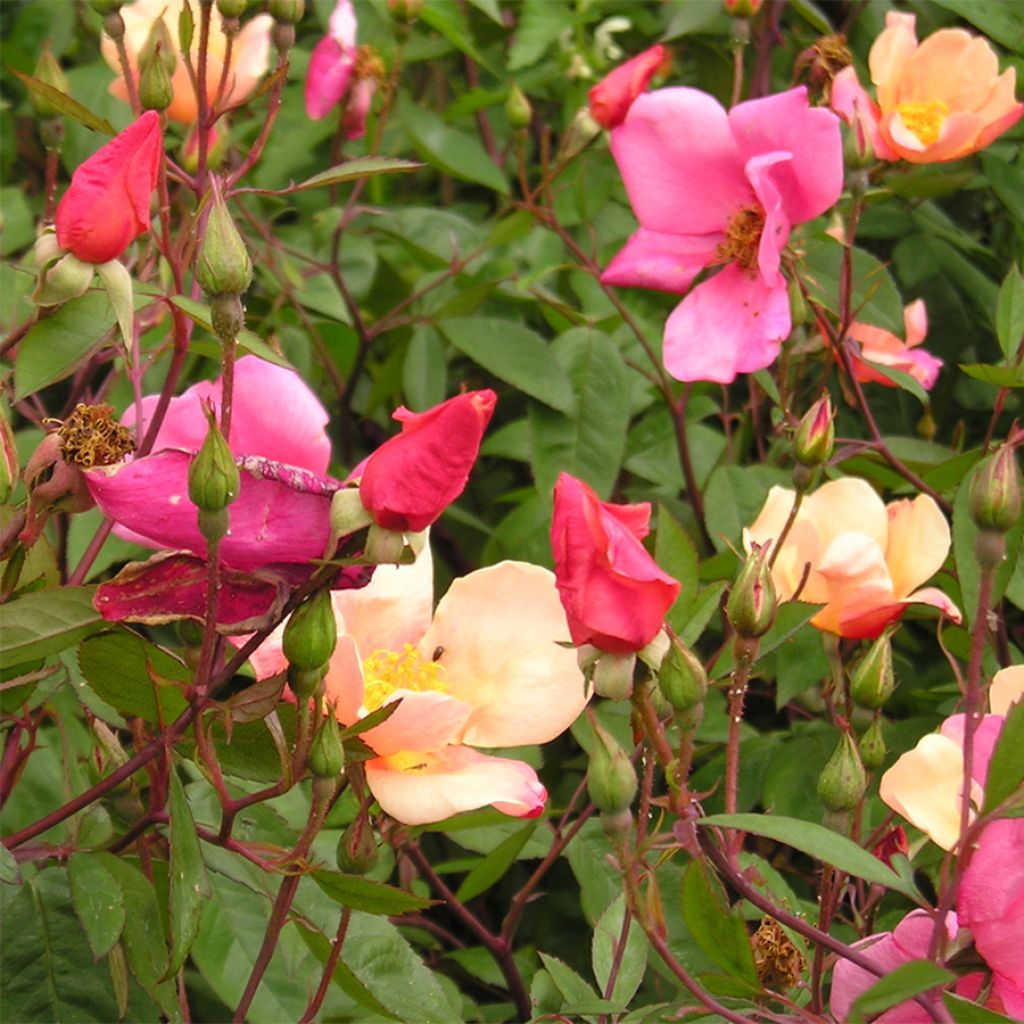 Rosa chinensis Mutabilis - Bodendecker-Rose