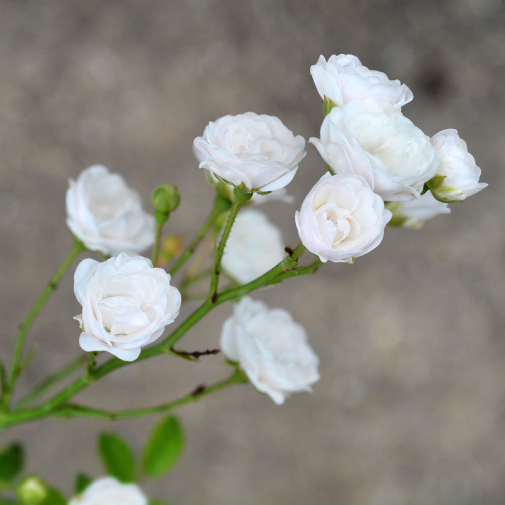 Bodendecker-Rose Crystal Fairy