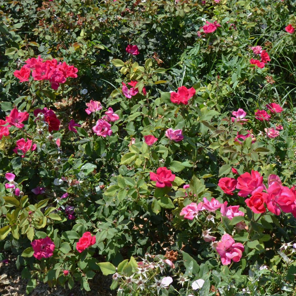 Rosa Pink Knock Out - Bodendecker-Rose