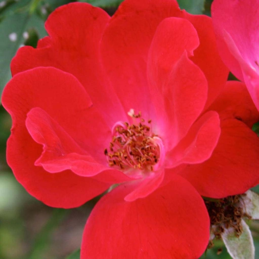 Rosa Pink Knock Out - Bodendecker-Rose