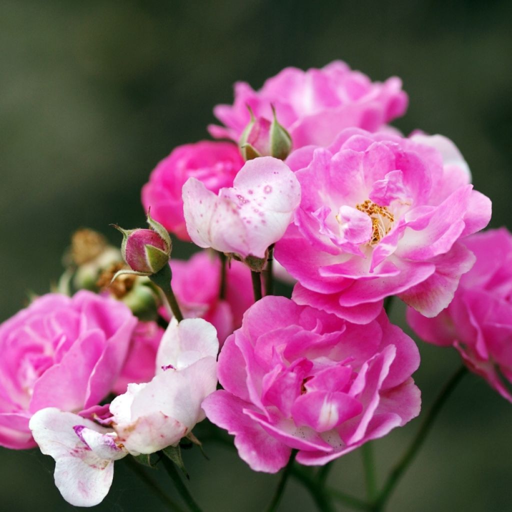 Rosa Rigo Néon - Bodendecker-Rose