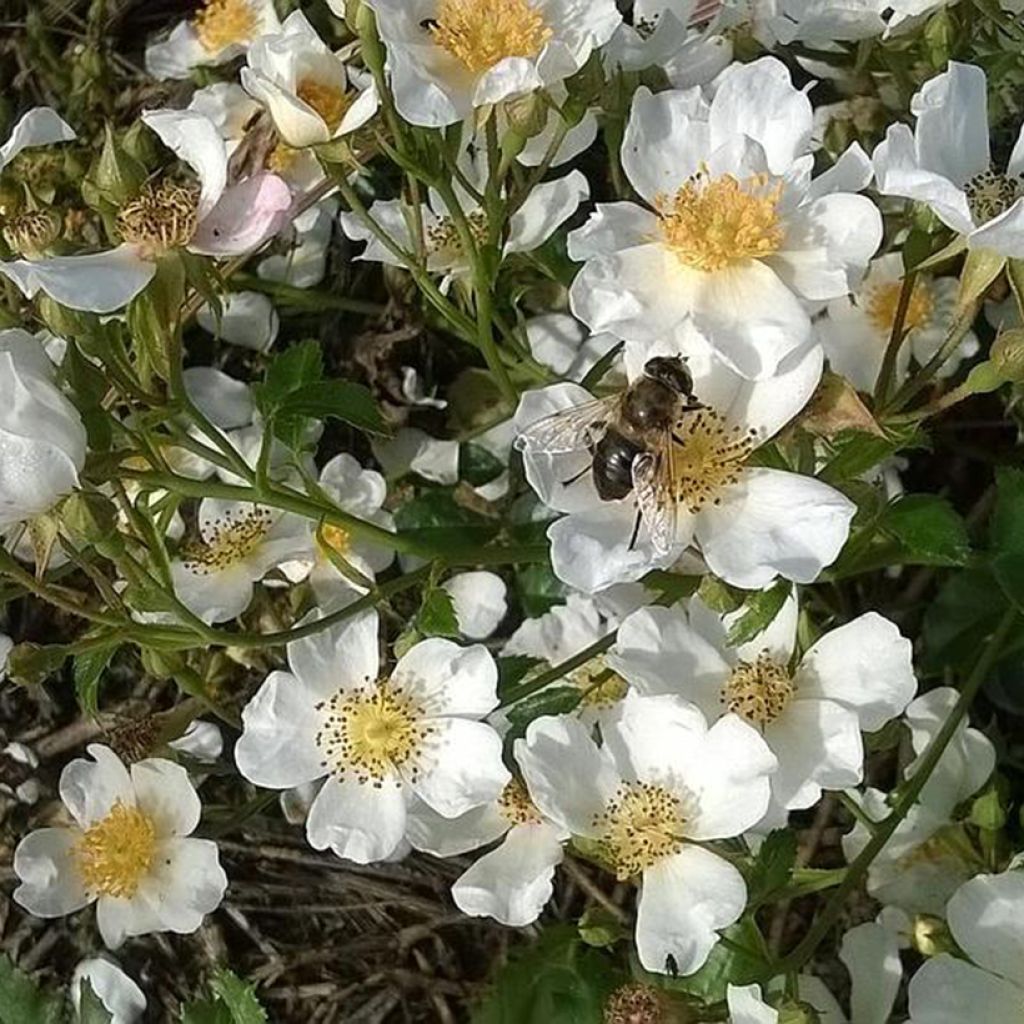 Rosa Snow Star - Bodendecker-Rose