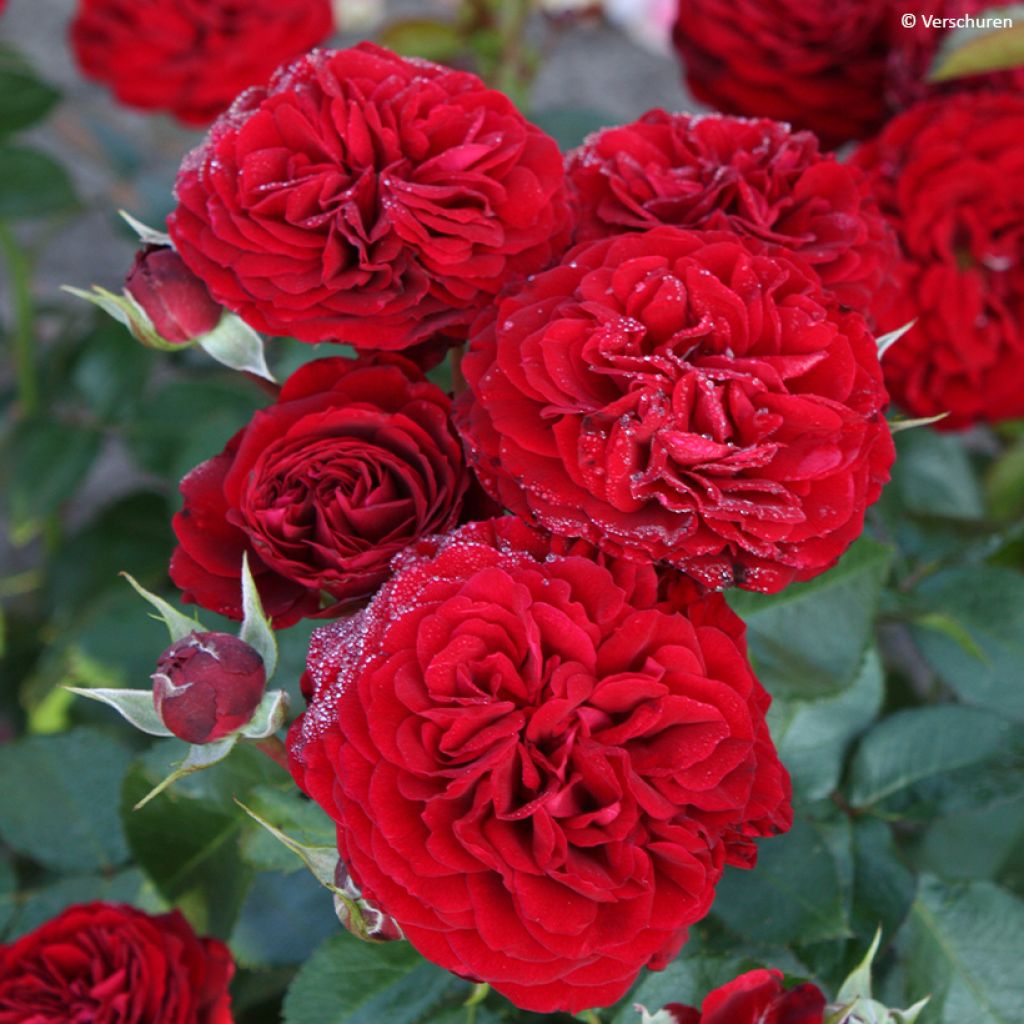 Rosa Bordeaux 'Korelamba' - Beetrose