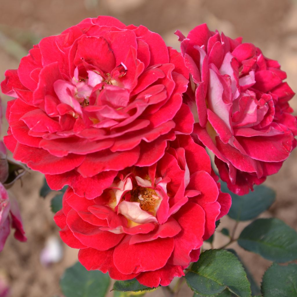 Rosa Generosa Guy Darmet - Guillot Rose