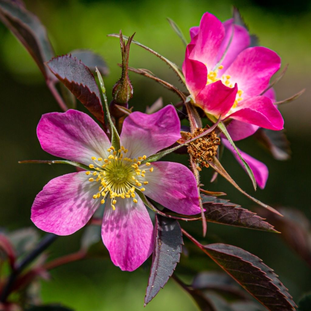 Rosa glauca - Rotblatt-Rose