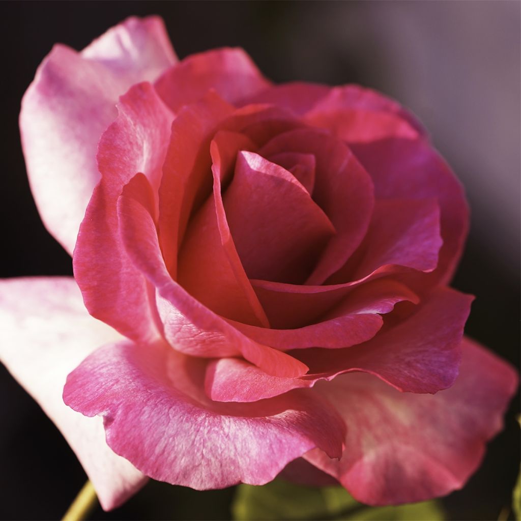 Rosa Guignol - Edelrose