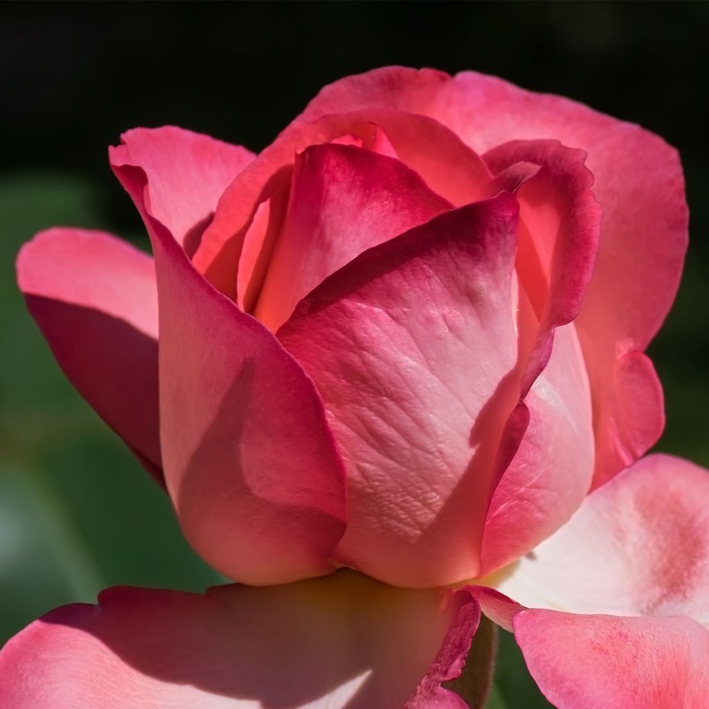 Rosier à grandes fleurs Guignol® 