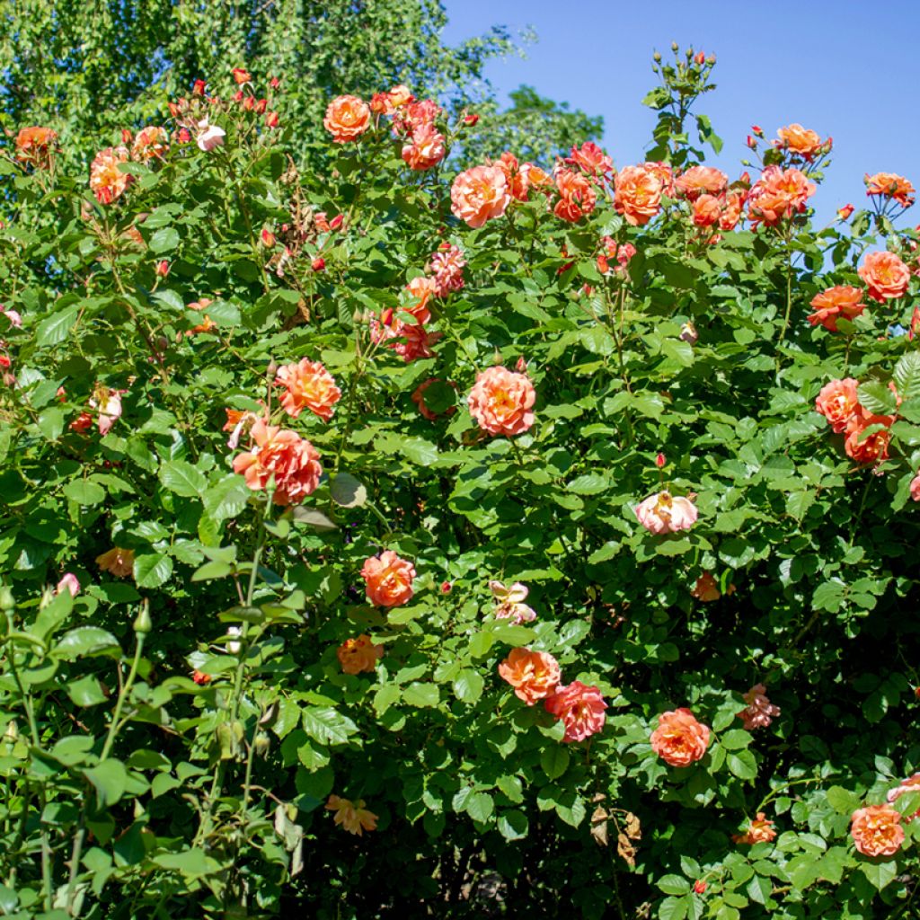 Rosa Aloha de Kordes - Kletterrose