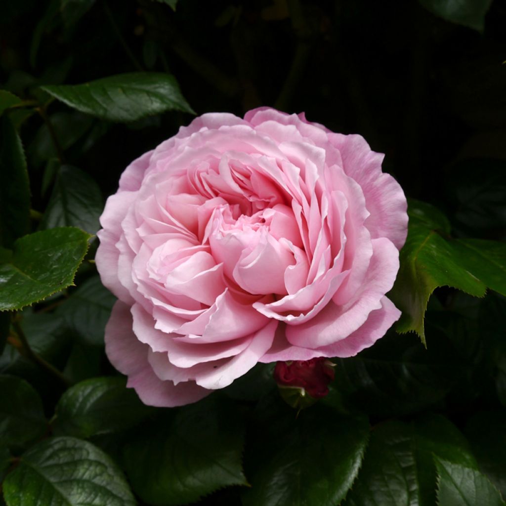 Rosa David Austin The Generous Gardener - Kletterrose