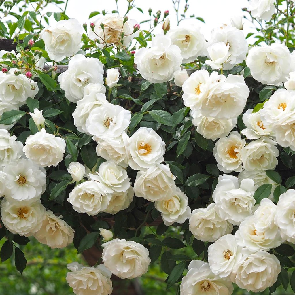 Rosa Climbing Iceberg - Kletterrose