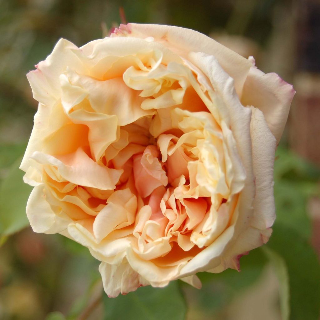 Rosa Gloire de Dijon - Kletterrose