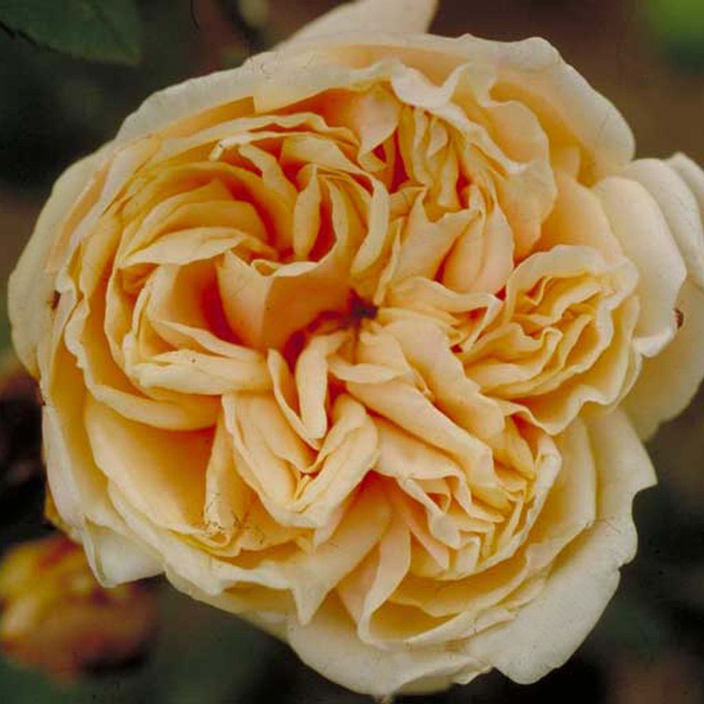 Rosa Gloire de Dijon - Kletterrose