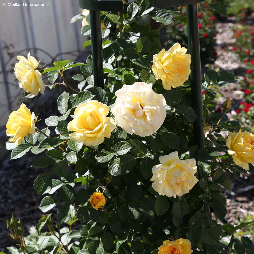 Rosa Golden Pareo Meipiyou - Kletterrose