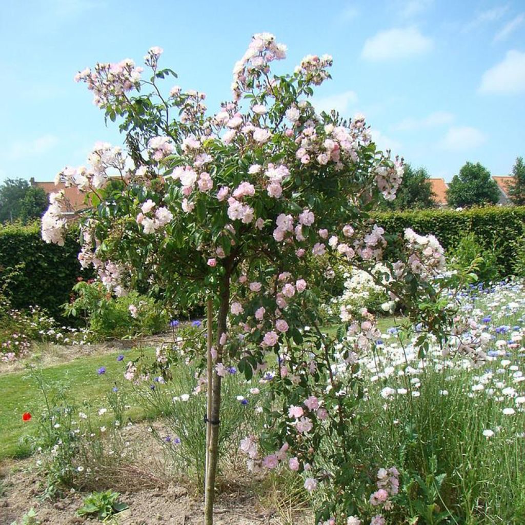 Rosier grimpant Guirlande Rose