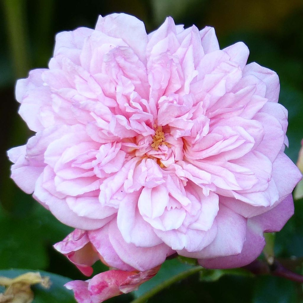 Rosier grimpant Paul Transon - Rose ancienne