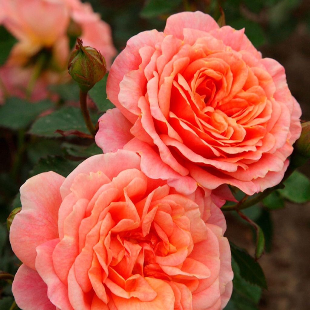 Rosa Peach Melba - Kletterrose