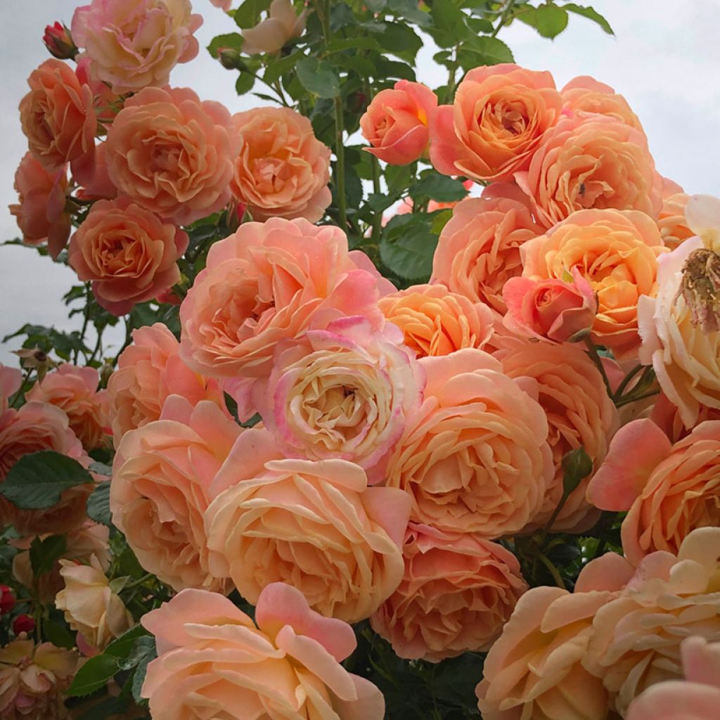 Rosa Peach Melba - Kletterrose