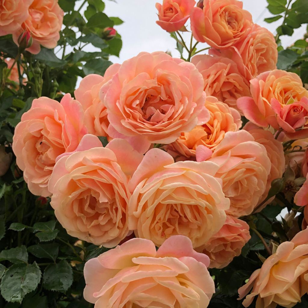 Rosa Peach Melba - Kletterrose