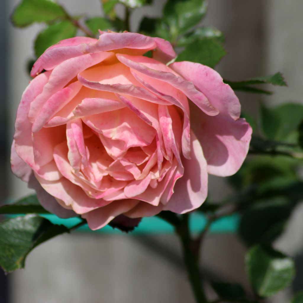 Rosa Peach Melba - Kletterrose