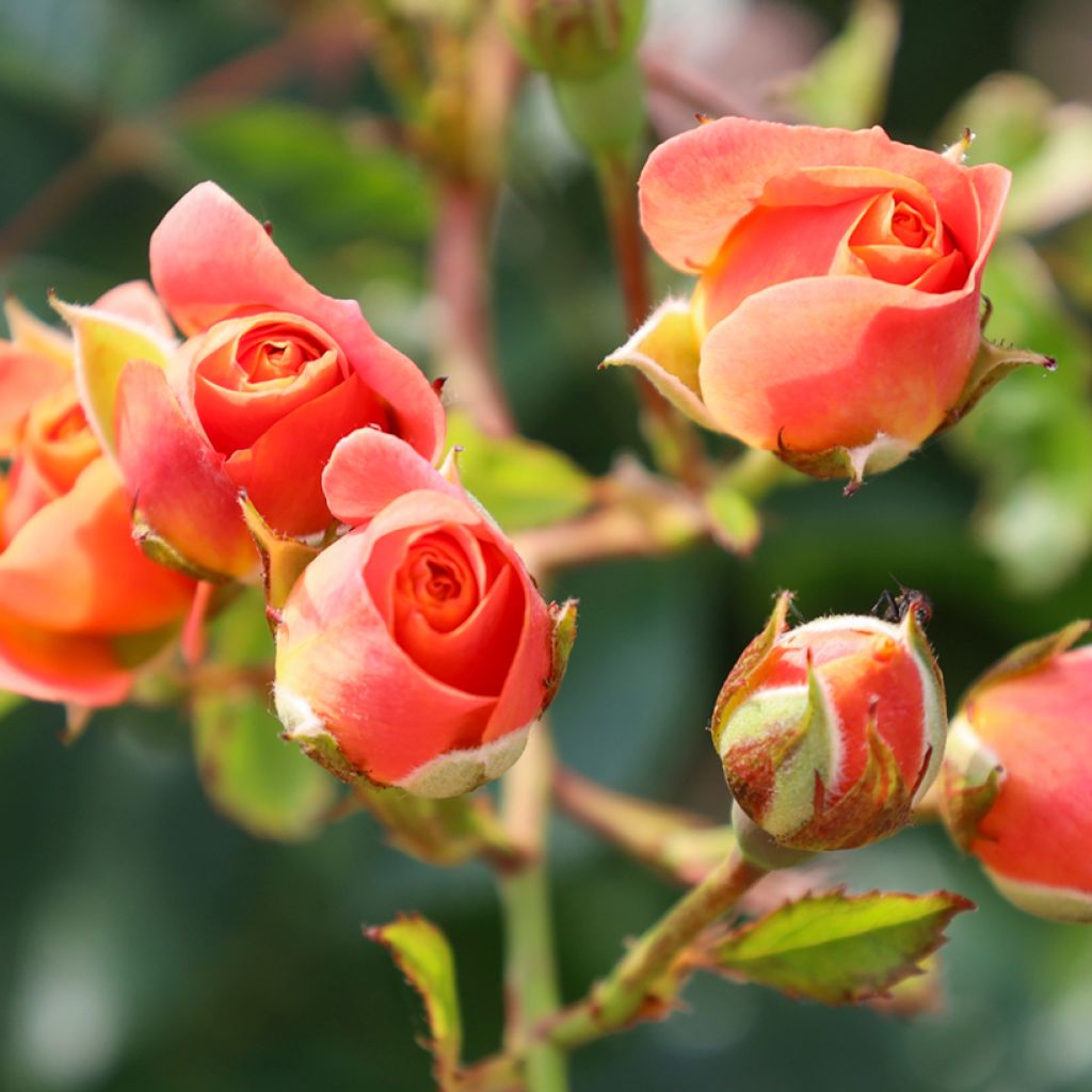 Rosa Peach Melba - Kletterrose