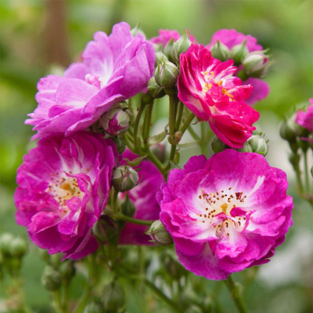 Rosa Perennial Blue - Kletterrose