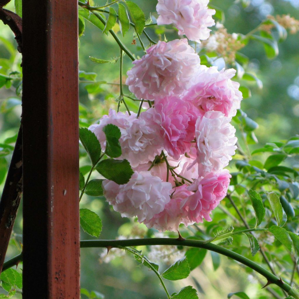 Rosa multiflora Seven Sisters Rose - Kletterrose