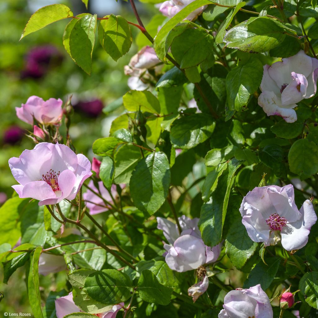 Rosa Sourire d'Isabelle - Kletterrose