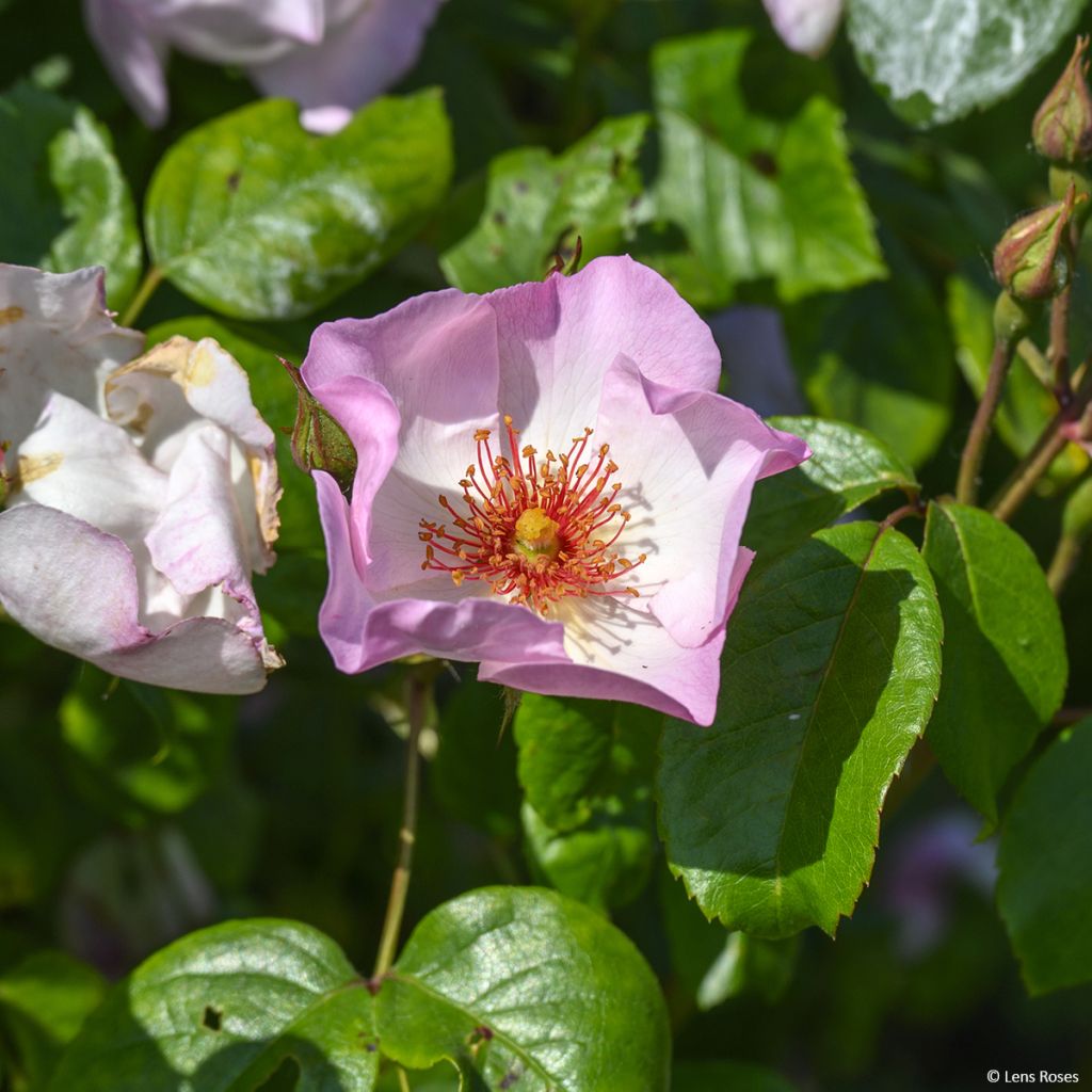 Rosa Sourire d'Isabelle - Kletterrose