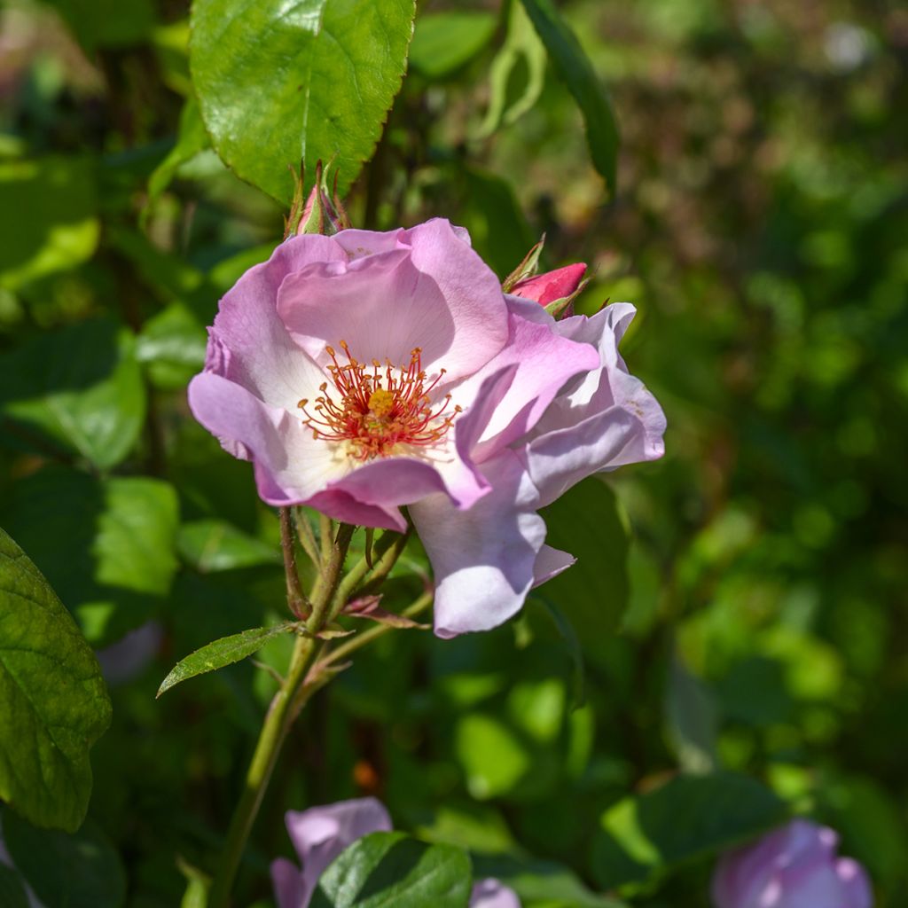 Rosa Sourire d'Isabelle - Kletterrose