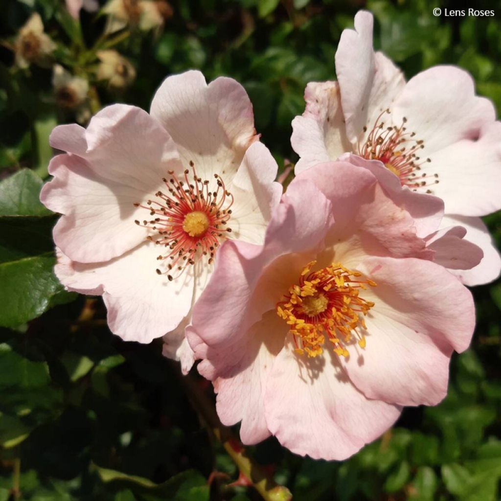 Rosa Sourire d'Isabelle - Kletterrose