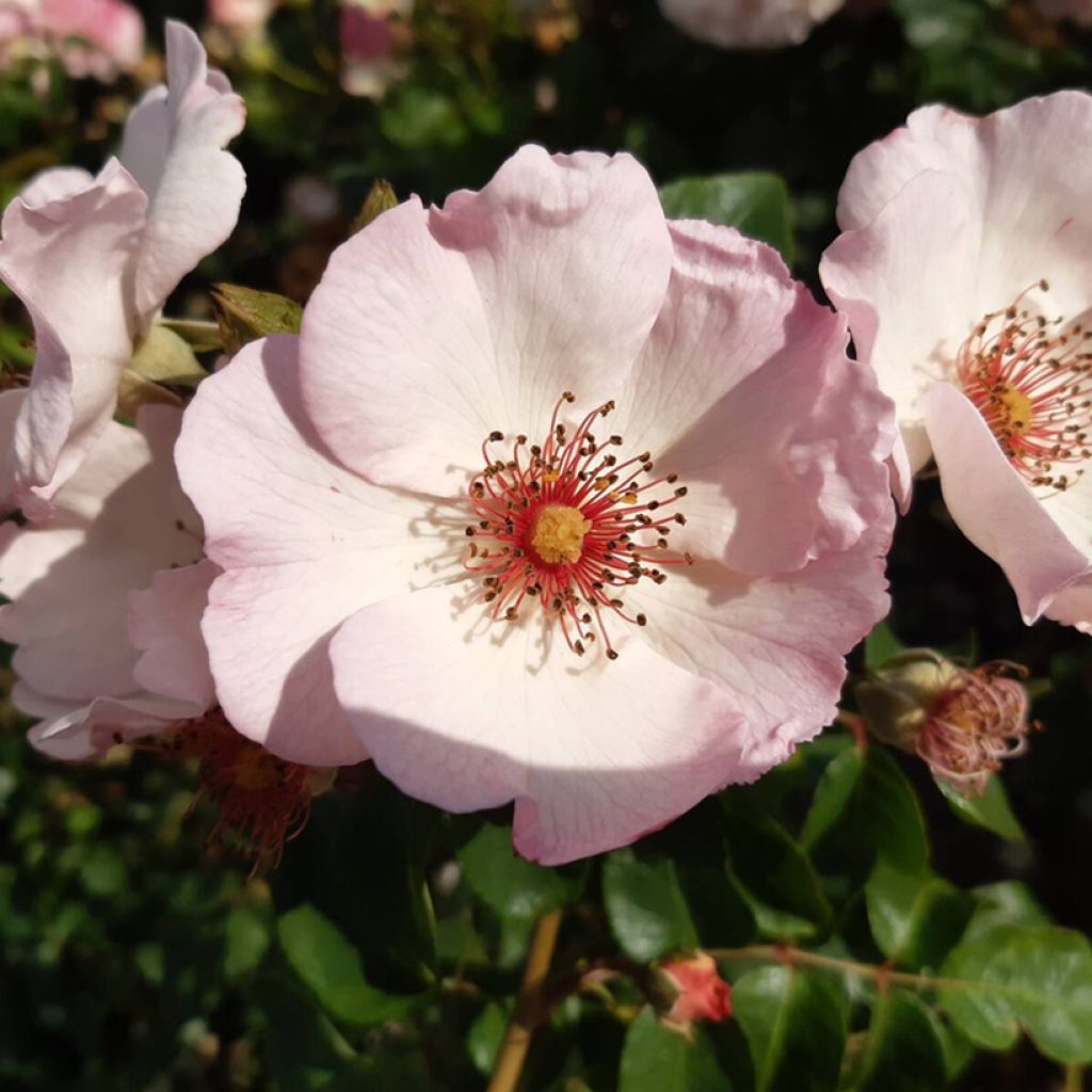 Rosa Sourire d'Isabelle - Kletterrose