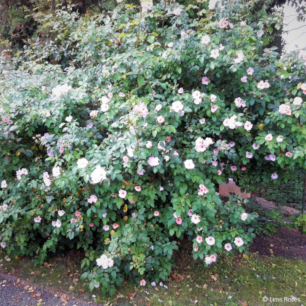 Rosa Sourire d'Isabelle - Kletterrose