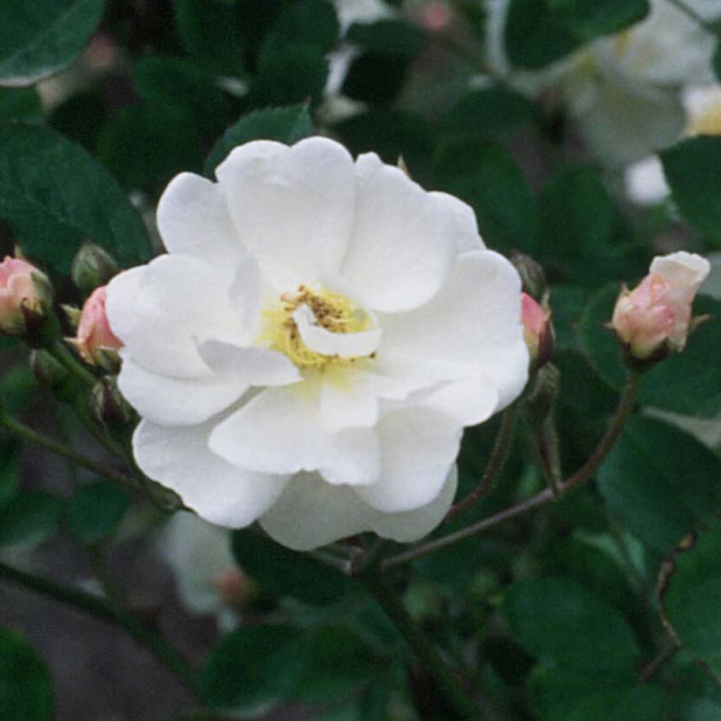 Rosa moschata Trier - Kletterrose