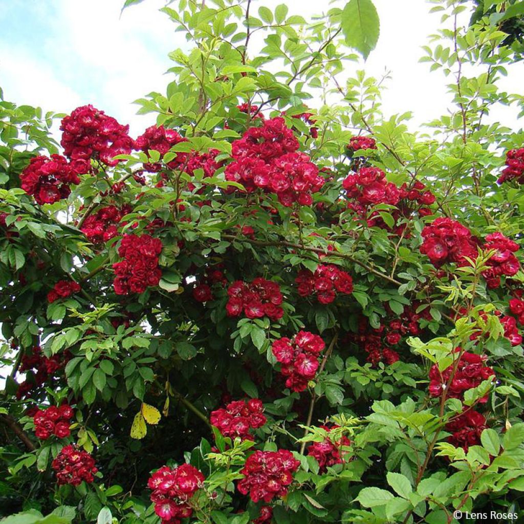 Rosa Wilderode - Kletterrose