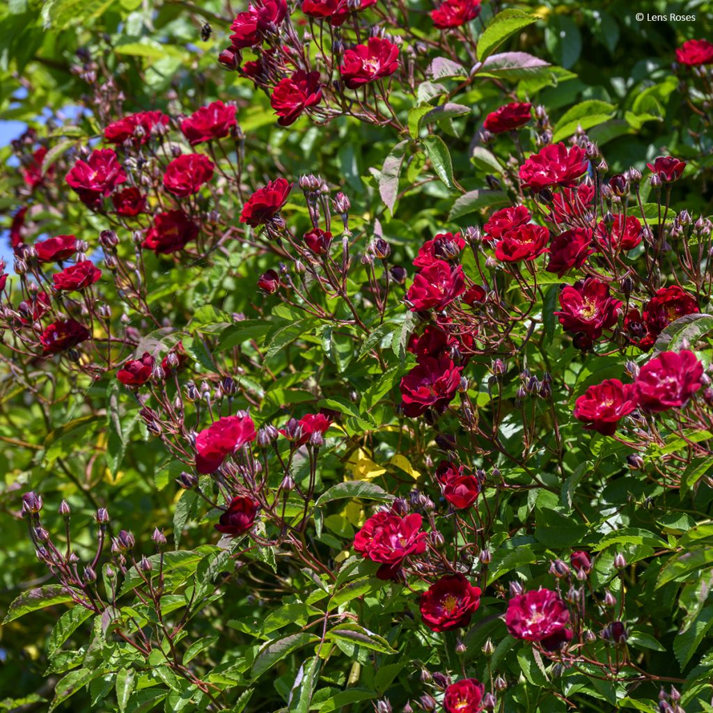 Rosa Wilderode - Kletterrose