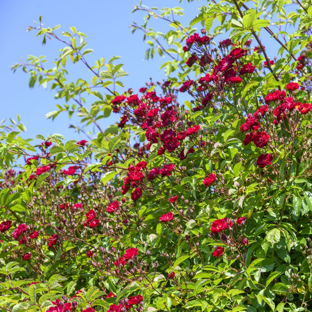 Rosa Wilderode - Kletterrose