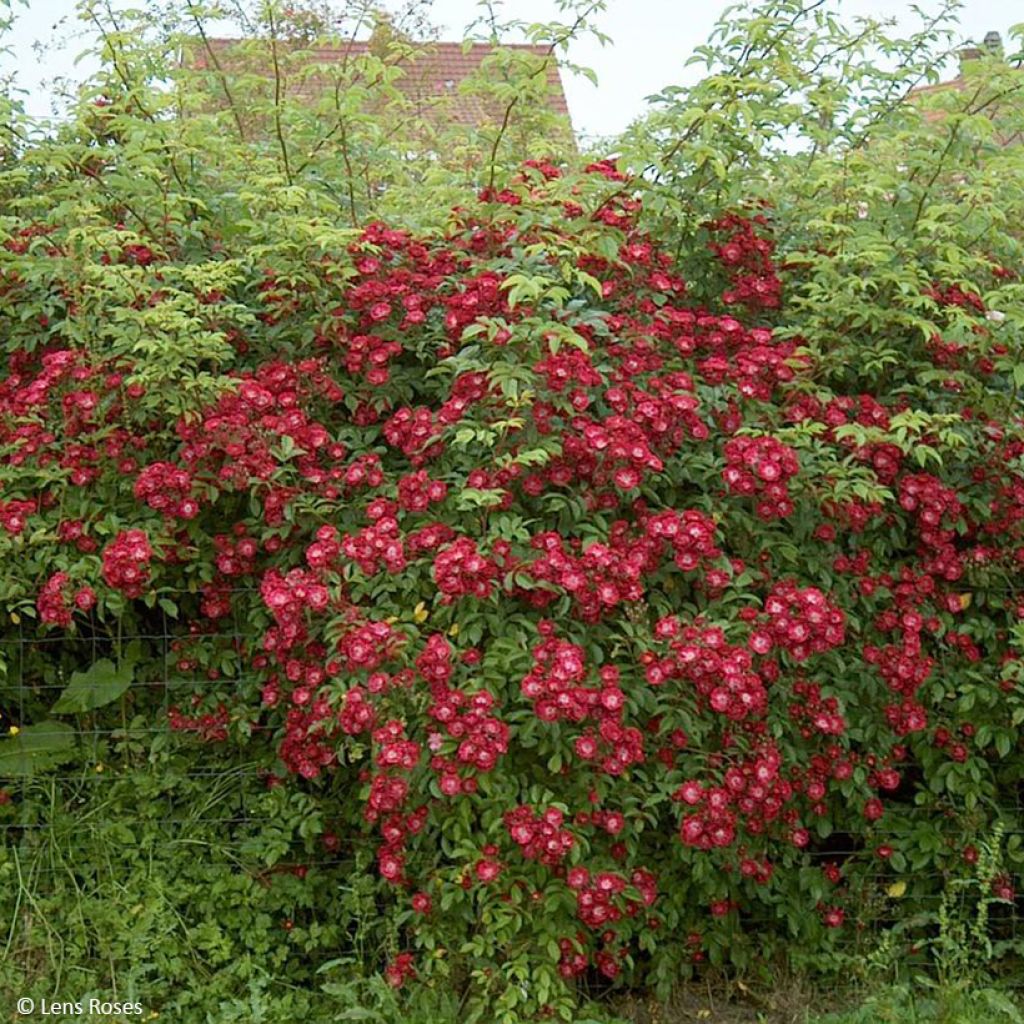 Rosa Wilderode - Kletterrose