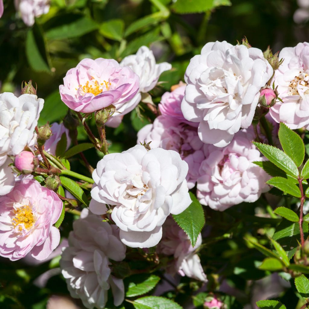 Rosa anglais Little Rambler - Kletterrose