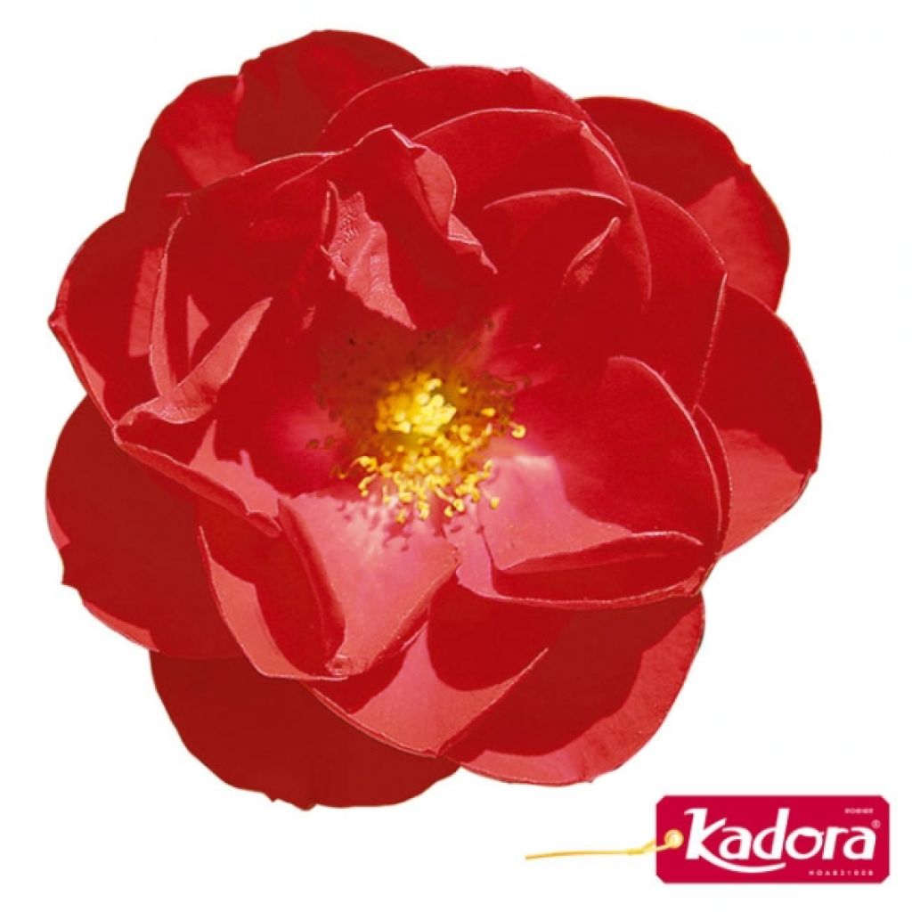 Rosier Decorosier Kadora