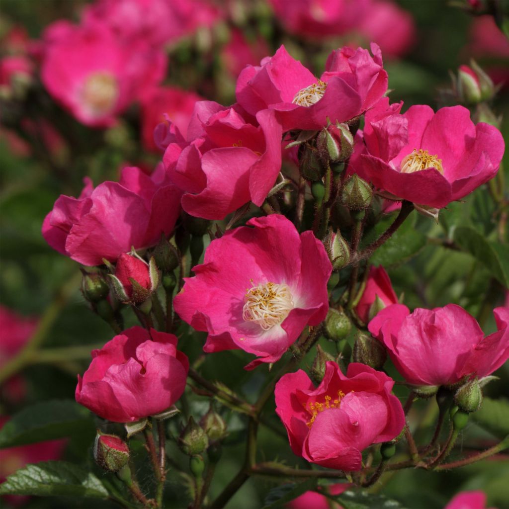 Rosa multiflora Maria Lisa - Rambler-Rose