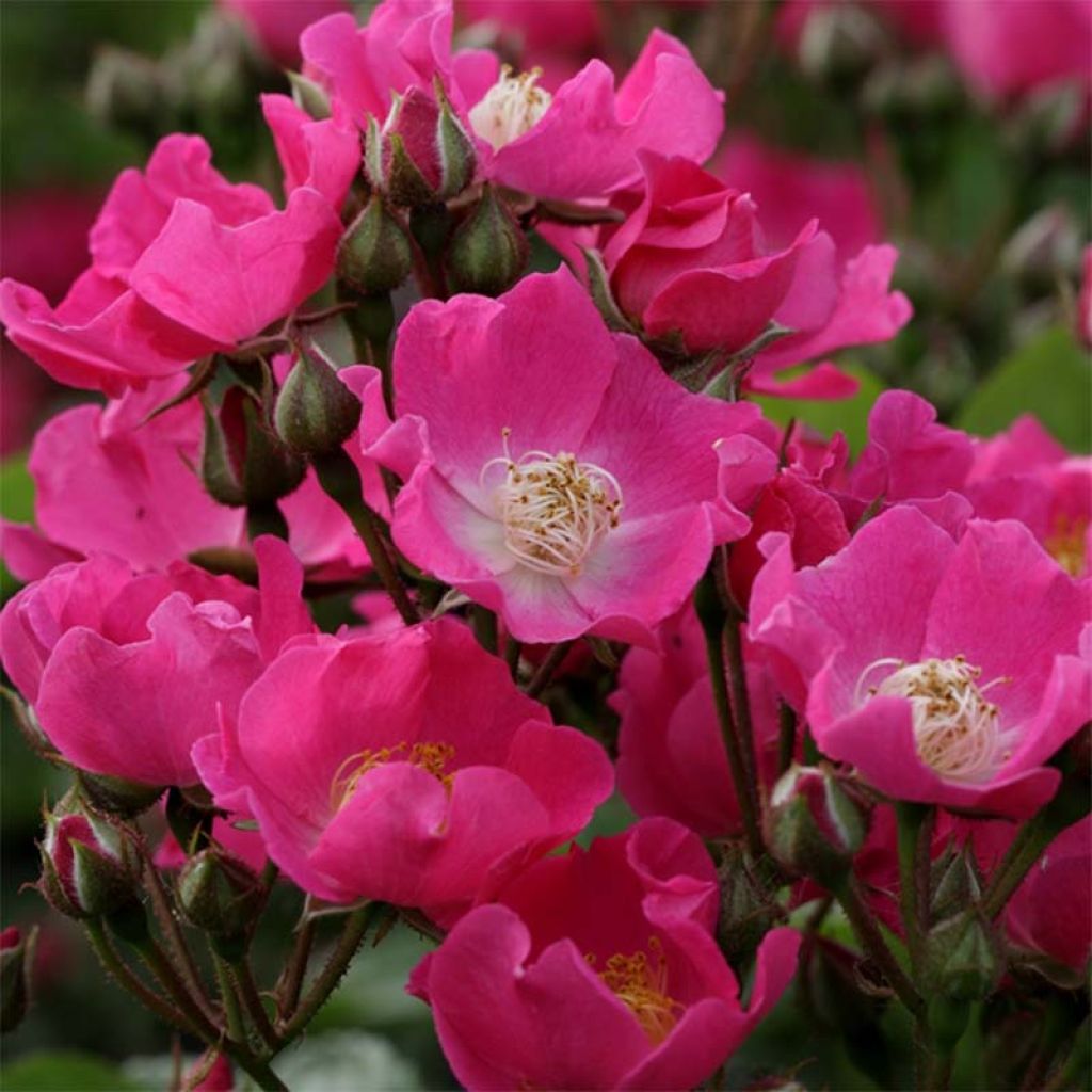 Rosa multiflora Maria Lisa - Rambler-Rose