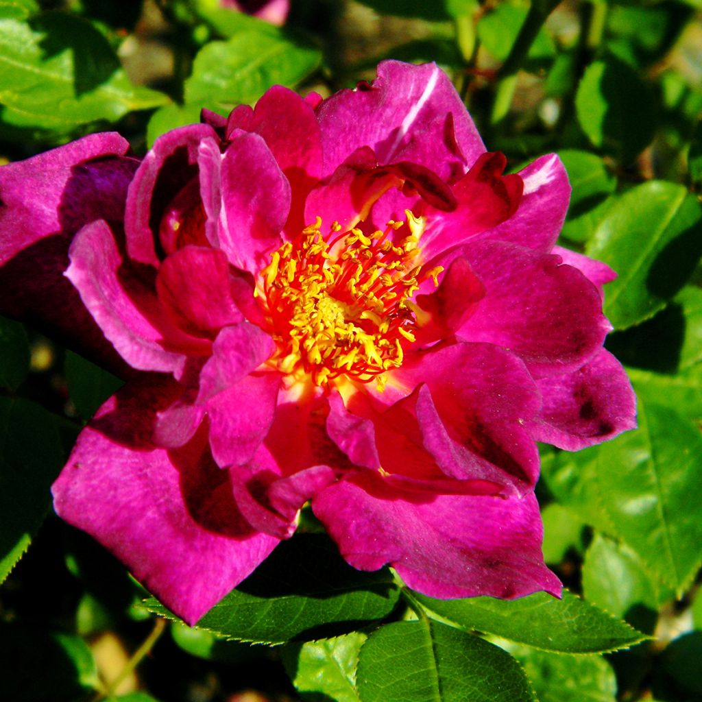 Rosa polyantha Bluesette - Zwerg-Parkrose