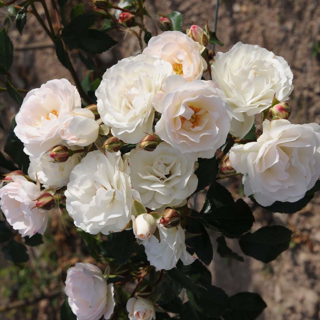 Rosa polyantha Bordure Blanche 'Delbobla' - Zwerg-Parkrose