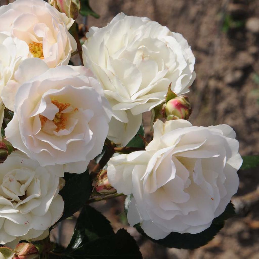 Rosa polyantha Bordure Blanche 'Delbobla' - Zwerg-Parkrose