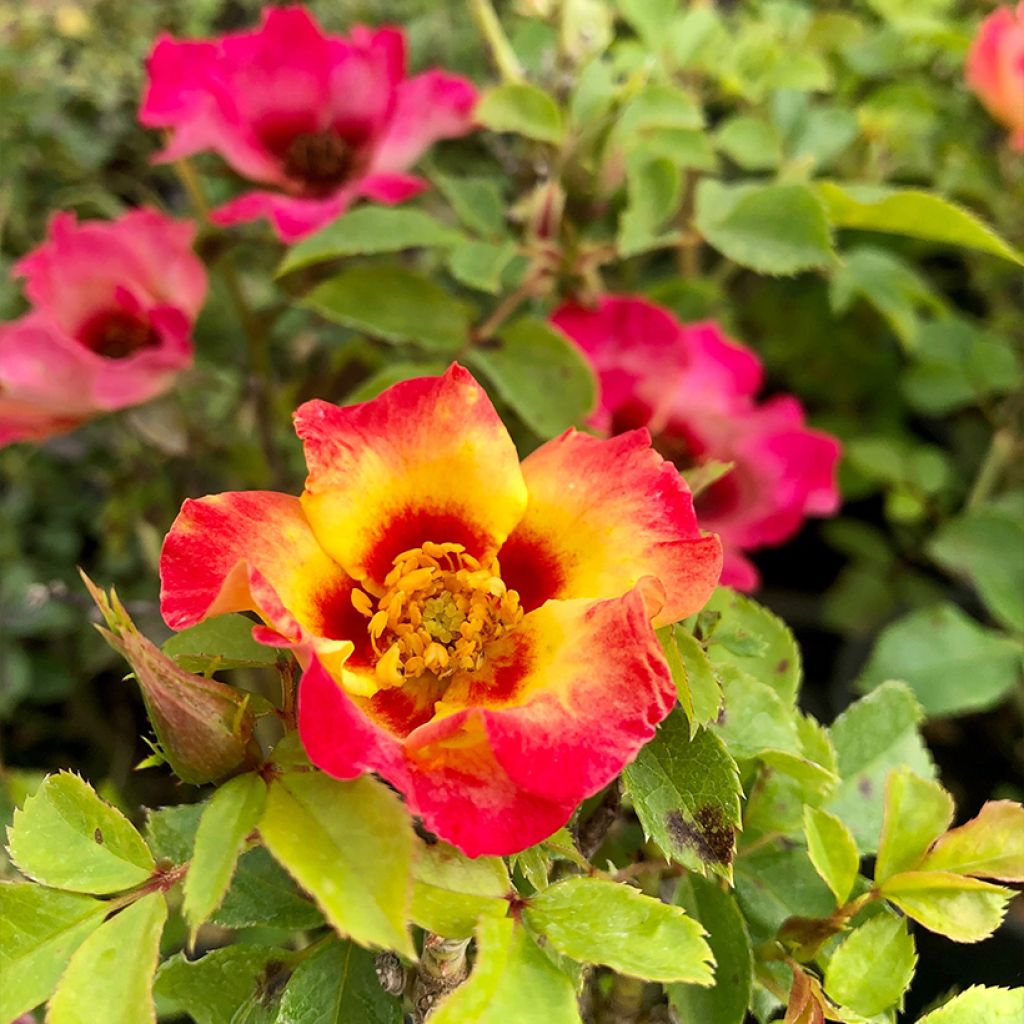 Rosa persica Sunshine Babylon Eyes - Zwerg-Parkrose